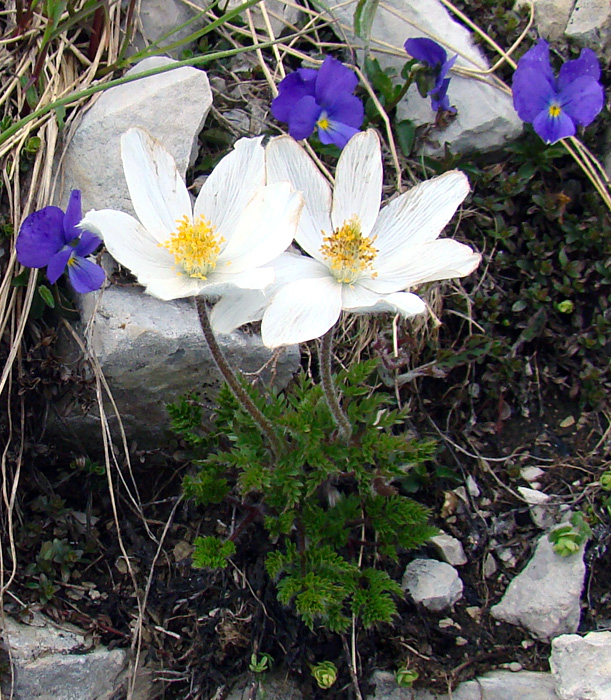 Pulsatilla alpina